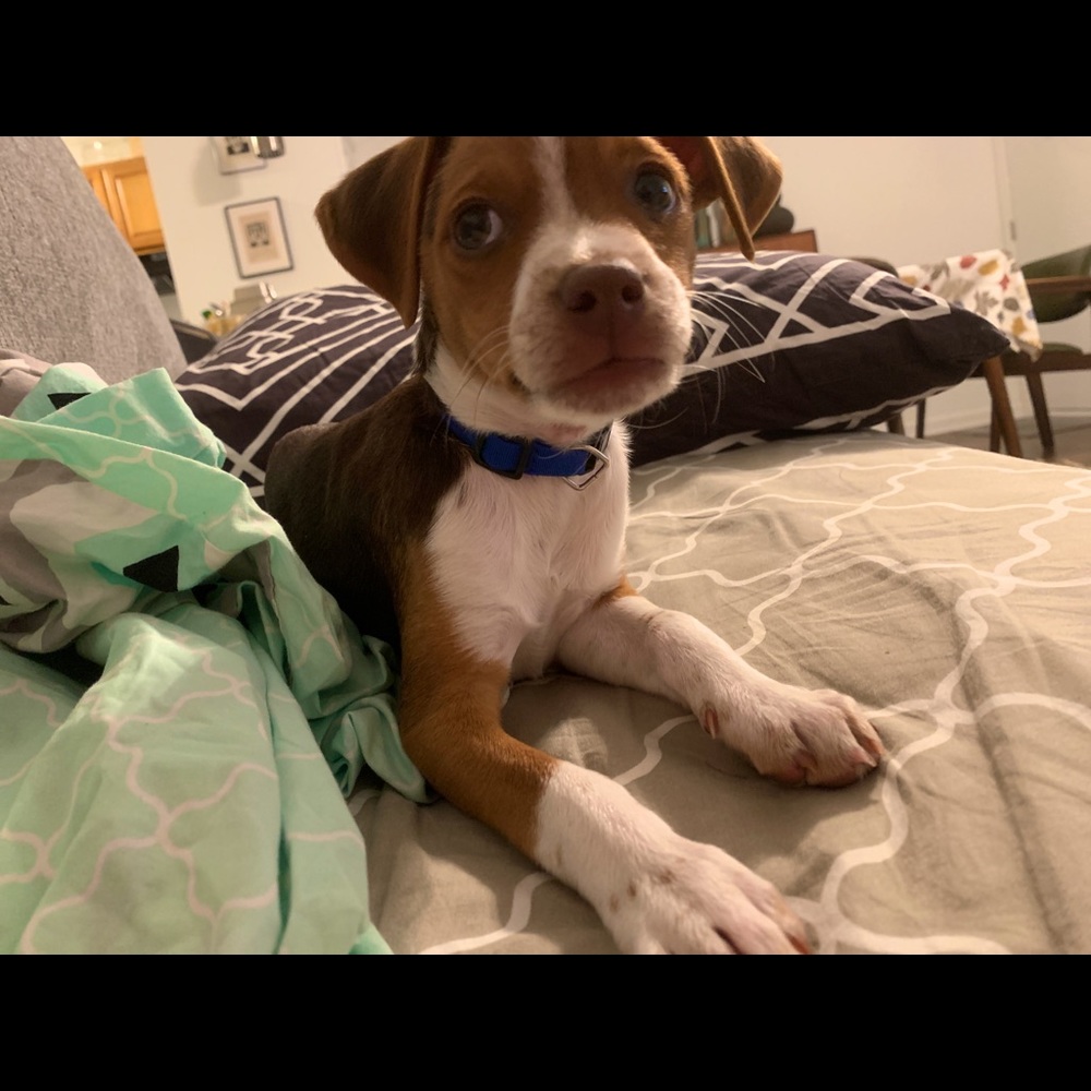 Meet your Posher, Alea